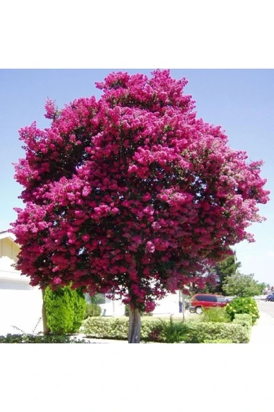 Lila Mor Oya Ağacı Fidanı 30-60 cm - Resim 2