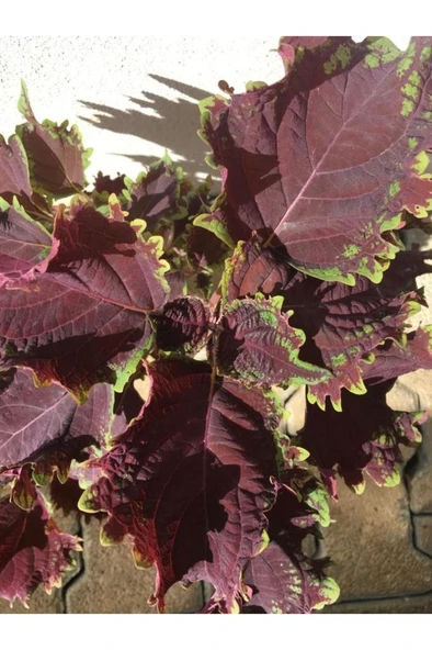 Kolyoz Yaprak Güzeli Kolyos Çiçeği Özel Renk 10-20 Cm - Resim 2