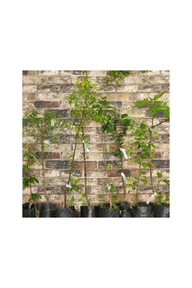 Aşılı Malatya Kayısı Fidanı 30-60 cm - Resim 2