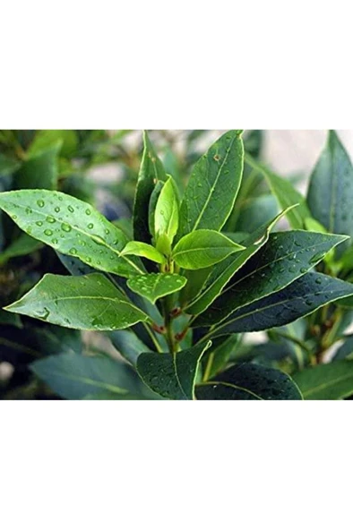 Defne Fidanı Laurus Nobilis 30-40 cm - Resim 2