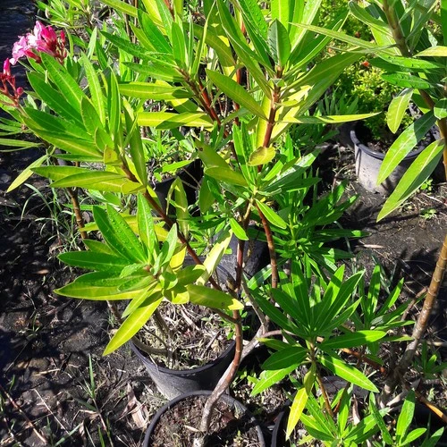 Zakkum Fidanı 30-60 cm - Resim 2