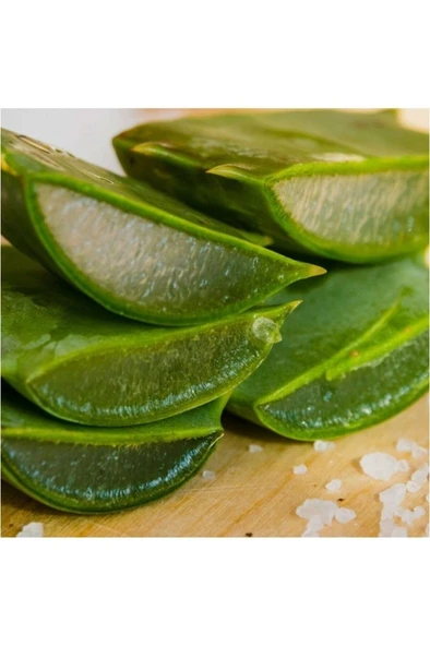 Sarısabır Aloe Vera (ALOVERA) Fidanı 10-20 Cm - Resim 2