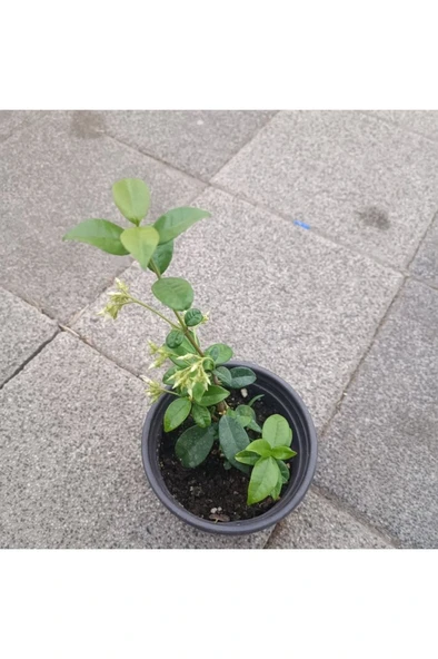 Arap Yasemini Fidesi Saksıda Mis Kokulu Sarmaşık 10-20 cm ürün görseli