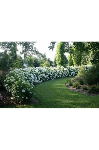 Kartopu Vilburnum Fidanı 30-60 cm - Resim 4