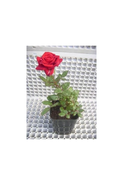 Kırmızı Gül Fidanı 20-30 cm ürün görseli