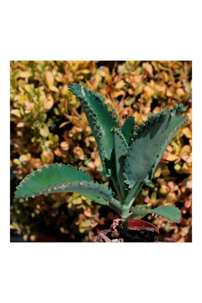 Aşkın Gözyaşı Çiçeği Mini (Kalanchoe Daigremontiana) Fidanı 10-20 cm ürün görseli