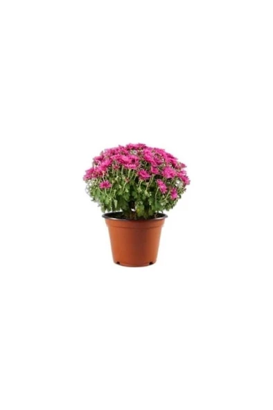 Saksılı Kasımpatı Fidanı Fidesi 10-20 cm - 3