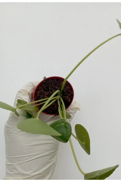 Çin Para Çiçeği Saksılı Bitki Pilea Peperomioides Pilea bitkisi pilea sukulent - Resim 3