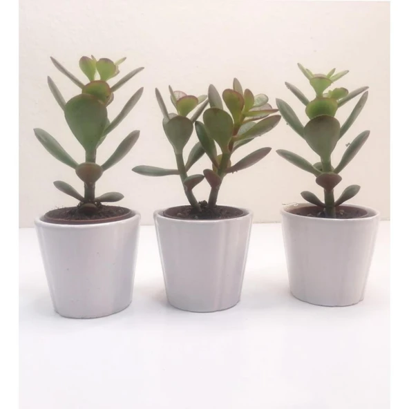 Para Çiçeği 3'lü Crassula Ovata Fidanı 10-20 cm ürün görseli