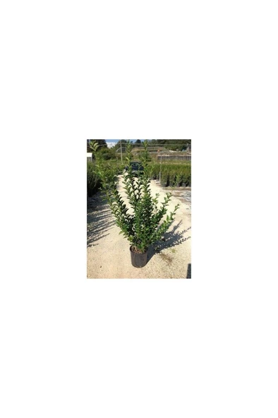 Ligüstrüm Lüküstürüm Ligustrum Japonica Kurtbağrı Fidanı 10-20 cm - Resim 2