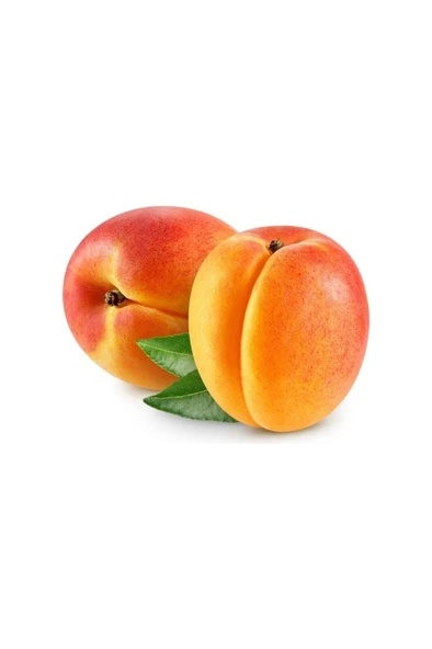 Aşılı Malatya Kayısı Fidanı 30-60 cm ürün görseli