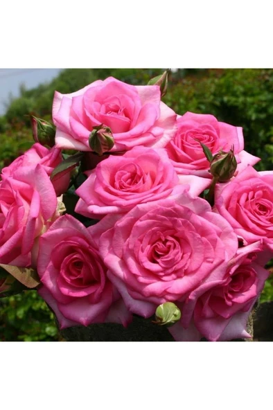 Yediveren Isparta (REÇELLİK) Gül Fidanı 10-20 Cm ürün görseli