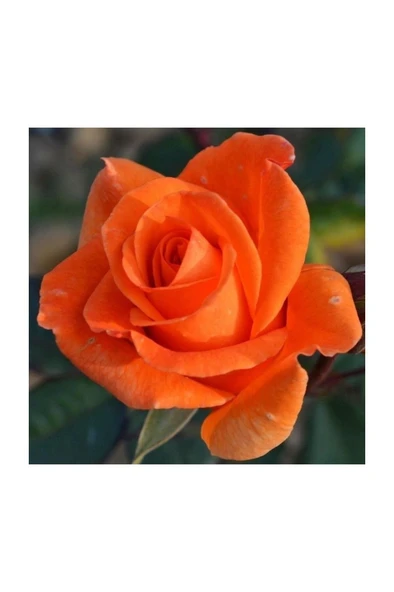 Turuncu Gül Fidanı 10-20 cm ürün görseli