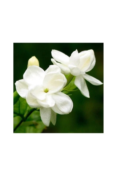 Yasemin Çiçeği Fidanı Beyaz 10-20 cm - Resim 3