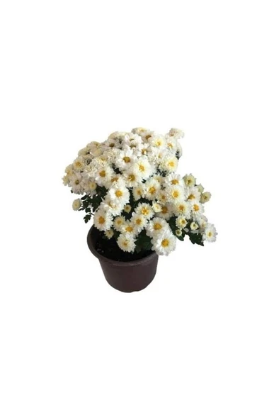 Beyaz Kasımpatı Krizantem Fidanı Beyaz Saksılı 10-20 Cm - Resim 4