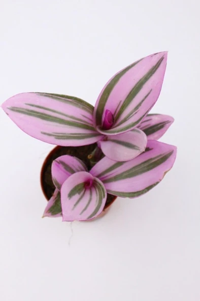 Tradescantia Nanouk Telgraf Çiçeği Fidanı 10-20 cm - Resim 2