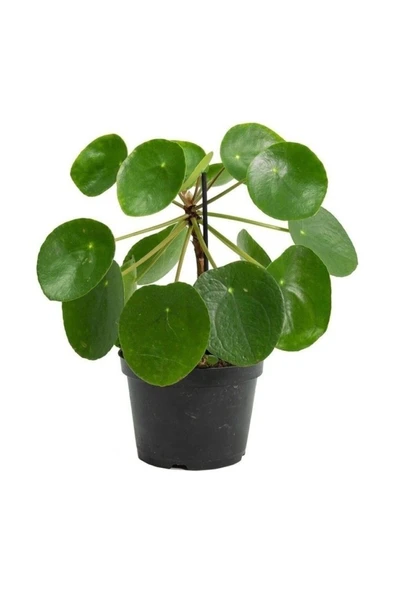 Pilea Peperomioides Çin Para Ağacı Fidanı 10-20 cm ürün görseli