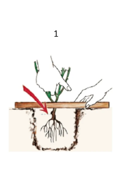 Aşılı Gül Fidanı Kokulu 10-20 cm - Resim 2