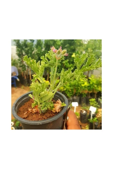 Gül Damlası Itır Çiçeği Fidanı 10-20 cm - Resim 2