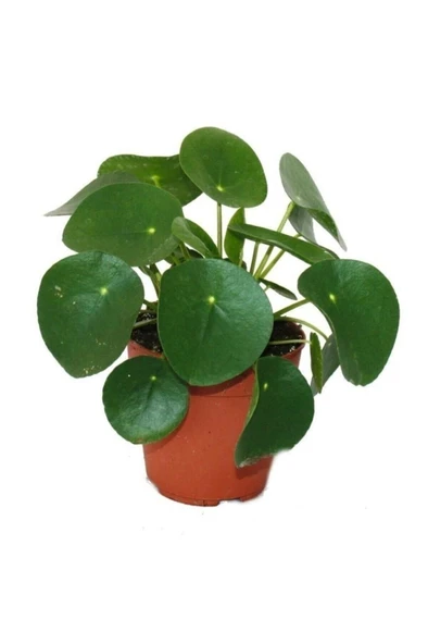 Pilea Bitkisi Para Çiçeği Fidanı 10-20 cm - Resim 2