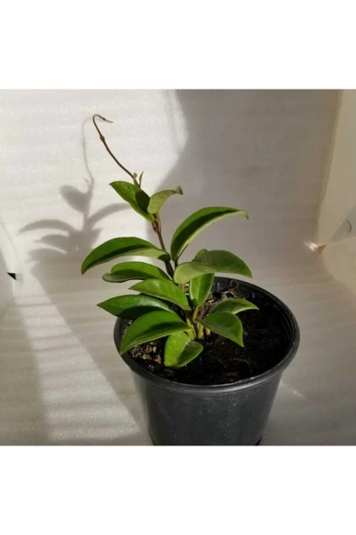 Mum Çiçeği Fidesi Köklenmiş Hoya Pembe 10-20 cm - Resim 3