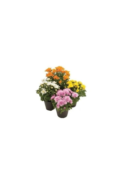 Saksılı Kasımpatı Fidanı Fidesi 10-20 cm - 1