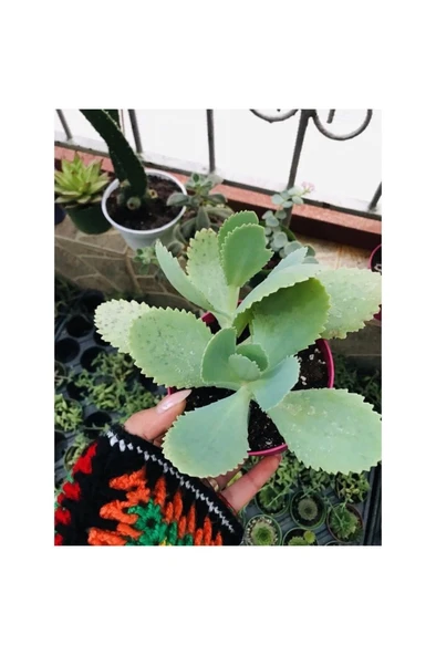 Kalanchoe Daigremontiana Aşkın Gözyaşı Fidanı 10-20 cm ürün görseli