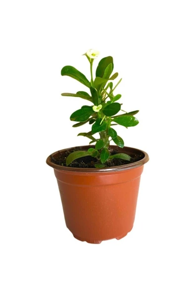 Efhorbia Küçük Boy Dikenler Tacı Beyaz 10-20 Cm - Resim 2