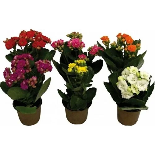Kalanşo Çiçeği Fidanı Kalanchoe Kalandiva 5 Adet 10-20 cm ürün görseli