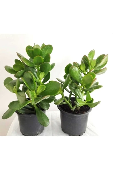 Para Sukulenti (Crassula Ovata) Bonsai Para Ağacı 2 Adet - 1