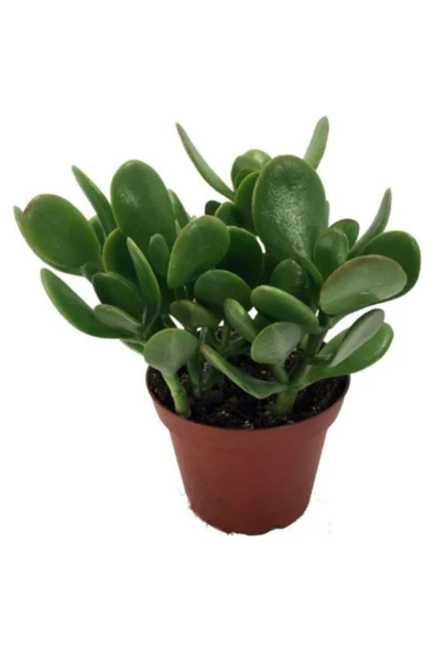 Crassula Ovata / Şans-Para Çiçeği Fidanı 10-20 cm ürün görseli