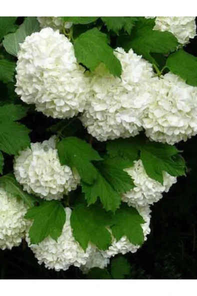 Kartopu Vilburnum Fidanı 30-60 cm ürün görseli