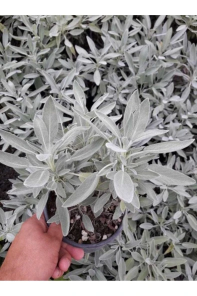 Adaçayı Salvia Officinalis Tıbbi Adaçayı 5 Adet 10-20 cm - Resim 4