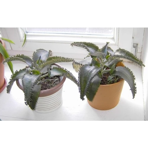 Aşkın Gözyaşı Çiçeği (Kalanchoe Daigremontiana) 5 Adet 10-20 cm ürün görseli