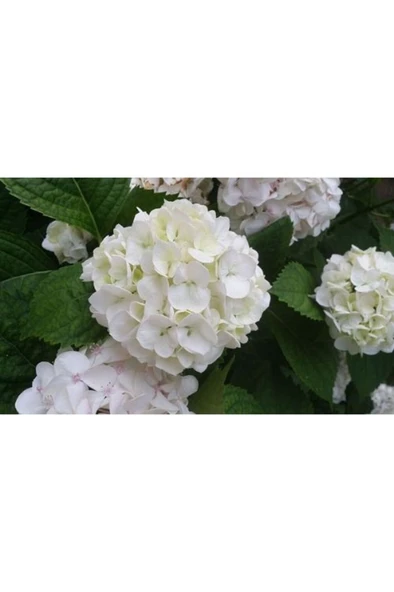 Beyaz Ortanca Çiçeği Fidanı 10-20 Cm - Resim 3