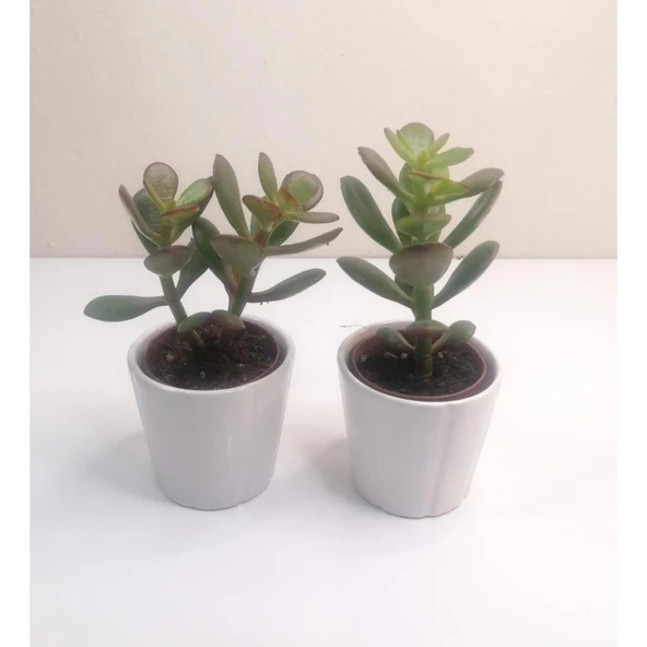 Para Çiçeği 2'li Crassula Ovata Sukulent 10-20 cm - Resim 2