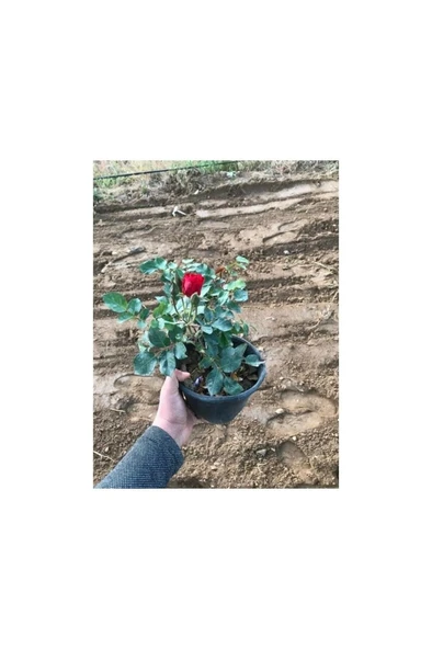 Koyu Kırmızı Gül Fidanı 15-25 cm ürün görseli