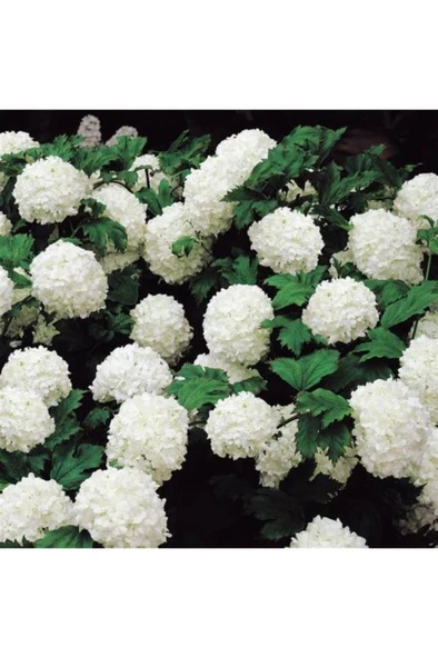 Kartopu Vilburnum Fidanı 30-60 cm - Resim 3