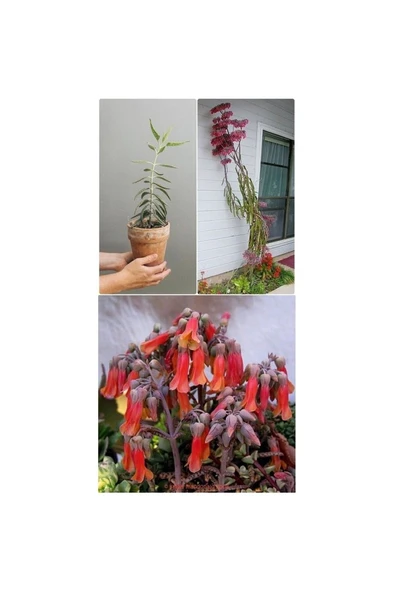 Aşkın Gözyaşı Çiçeği Fidanı 10-20 cm ürün görseli