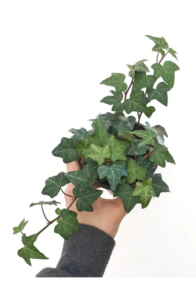 Hedera Helix Yeşil Yapraklı Sarmaşık Fidanı 10-20 cm ürün görseli