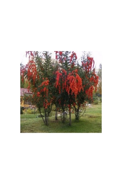 Ateş Dikeni Fidanı 30-60 cm ürün görseli