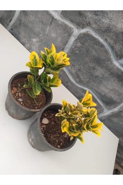 Taflan Fidanı Sarı Alacalı Saksıda Yaz Kış Yaprak Dökmez 10-20 cm ürün görseli