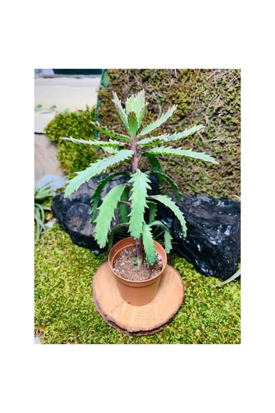 Folium Aşkın Gözyaşı Bitkisi Mother Of Thousands 10-20 cm - Resim 3