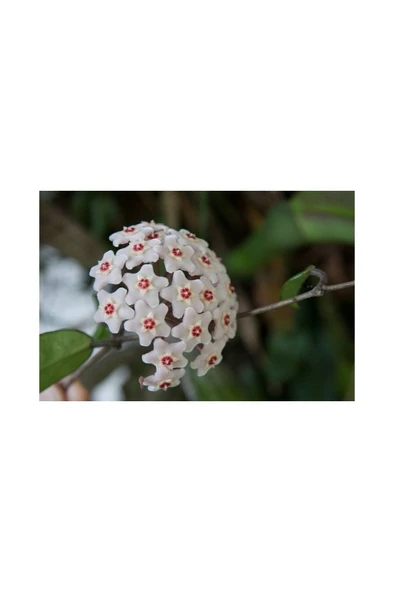 Mum Çiçeği Fidanı Saksılı 10-20 cm - Resim 2