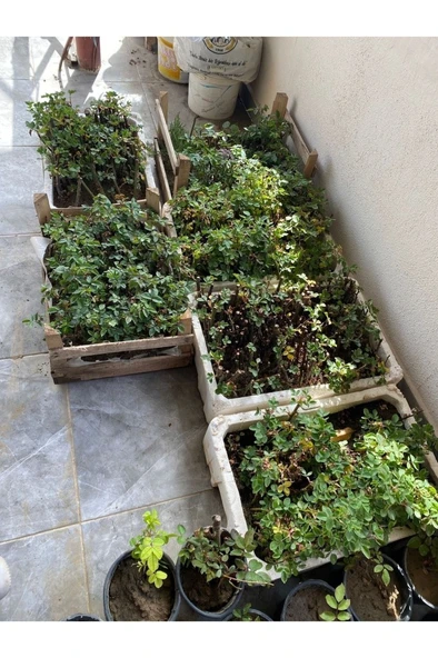 1 Adet Gül Fidanı (kırmızı) Yediveren Sarmaşık Kokulu - Resim 2