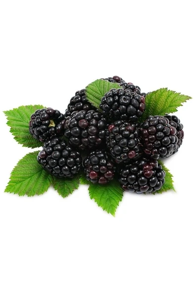 Dikensiz Böğürtlen Fidanı 10-20 cm ürün görseli