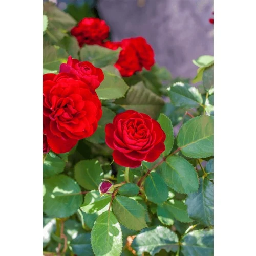 Aşılı Gül Fidanı Kokulu 10-20 cm ürün görseli