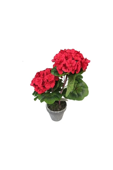 Saksılı Kırmızı Sardunya Çiçeği Potted Red Geranium Flower 10-20 cm ürün görseli
