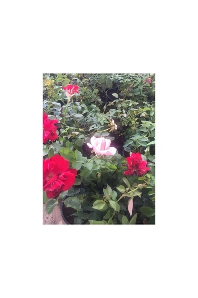 Gül Fidanı Isparta Gülü Tüplü Sarmaşık Fidanı 10-20 cm - Resim 3