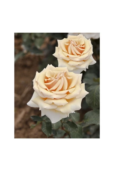 Valencıa Aşılı Açık Köklü Gül Fidanı 10-20 cm ürün görseli 1